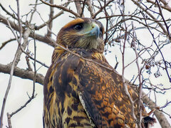 Parabuteo unicinctus