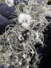 Usnea intermedia