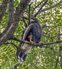 Parabuteo unicinctus