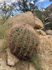 Ferocactus cylindraceus