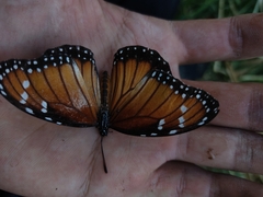 Danaus eresimus