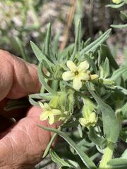 Lithospermum ruderale