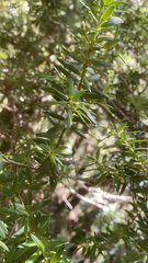 Podocarpus totara