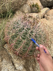 Ferocactus cylindraceus