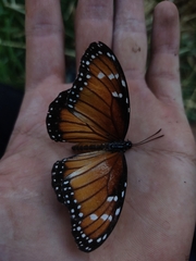 Danaus eresimus
