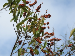 Citharexylum berlandieri