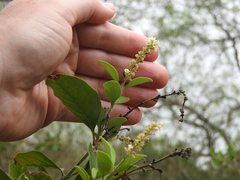 Citharexylum berlandieri