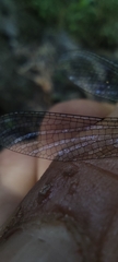 Argia extranea