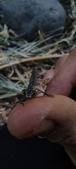 Argia extranea