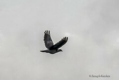 Patagioenas picazuro