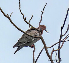Patagioenas picazuro