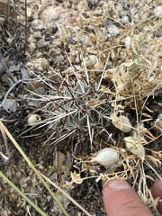 Echinocereus engelmannii