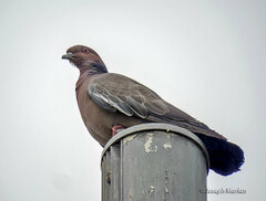 Patagioenas picazuro