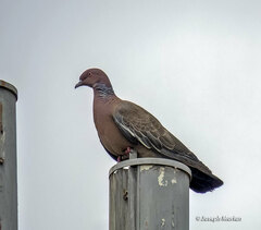 Patagioenas picazuro