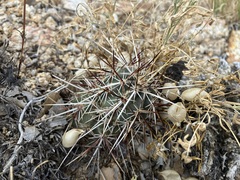 Echinocereus engelmannii
