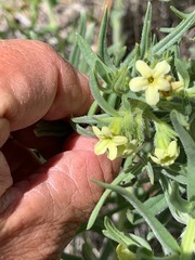 Lithospermum ruderale