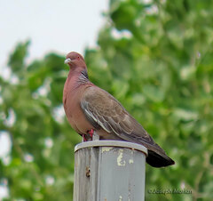 Patagioenas picazuro