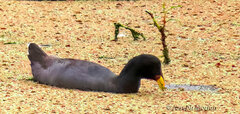 Fulica rufifrons
