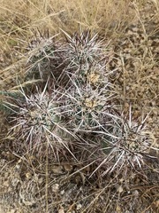 Echinocereus engelmannii