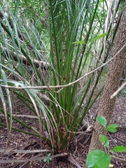 Phoenix canariensis