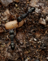 Rhytidoponera victoriae