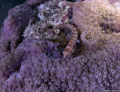 Rathbunella alleni