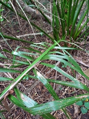Phoenix canariensis