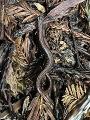 Batrachoseps attenuatus