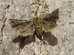 Apochima flabellaria