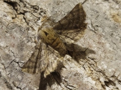 Apochima flabellaria