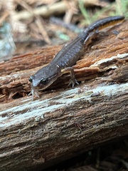 Ensatina eschscholtzii