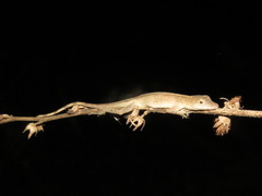 Anolis fuscoauratus