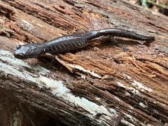 Ensatina eschscholtzii