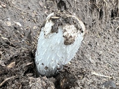 Coprinus comatus