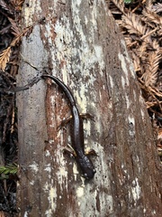 Ensatina eschscholtzii