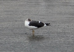 Larus fuscus graellsii