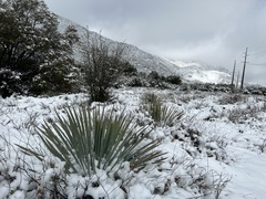 Hesperoyucca whipplei