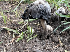 Coprinus comatus