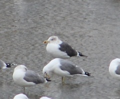 Larus fuscus graellsii