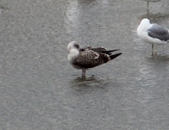 Larus fuscus graellsii