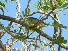 Phylloscopus humei