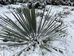 Hesperoyucca whipplei