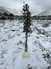 Hesperoyucca whipplei