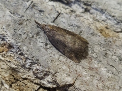 Hypena rostralis