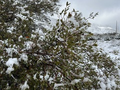 Quercus × acutidens