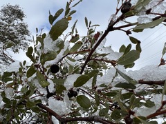 Quercus × acutidens