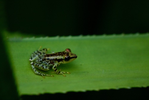 Guibemantis rianasoa