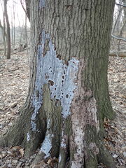 Biscogniauxia atropunctata