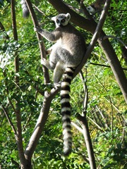 Lemur catta