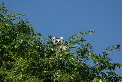 Lemur catta